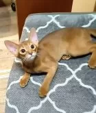 アビシニアン【岐阜県・女の子・2024年5月18日・レッド(シナモン)】の写真3