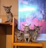 アビシニアン【岐阜県・女の子・2024年5月18日・レッド(シナモン)】の写真5「兄弟姉妹と…。」