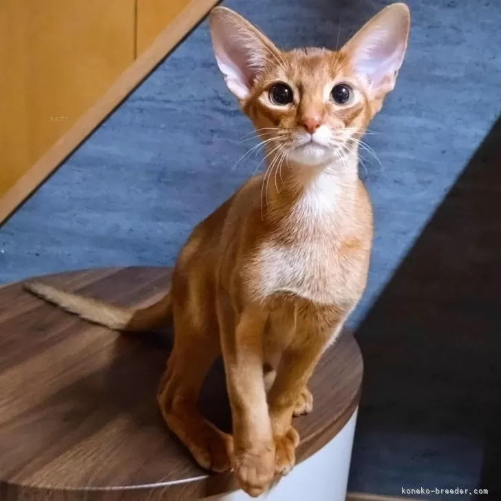 ID：2507-00288の子猫