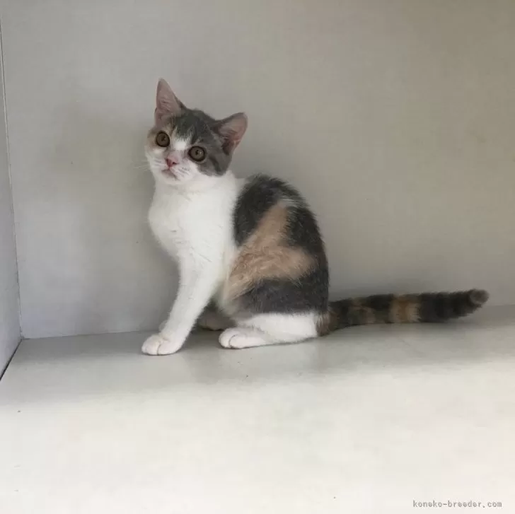 ID：2405-02832の子猫