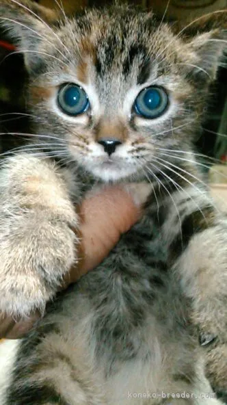 ID:1801-00989の子猫