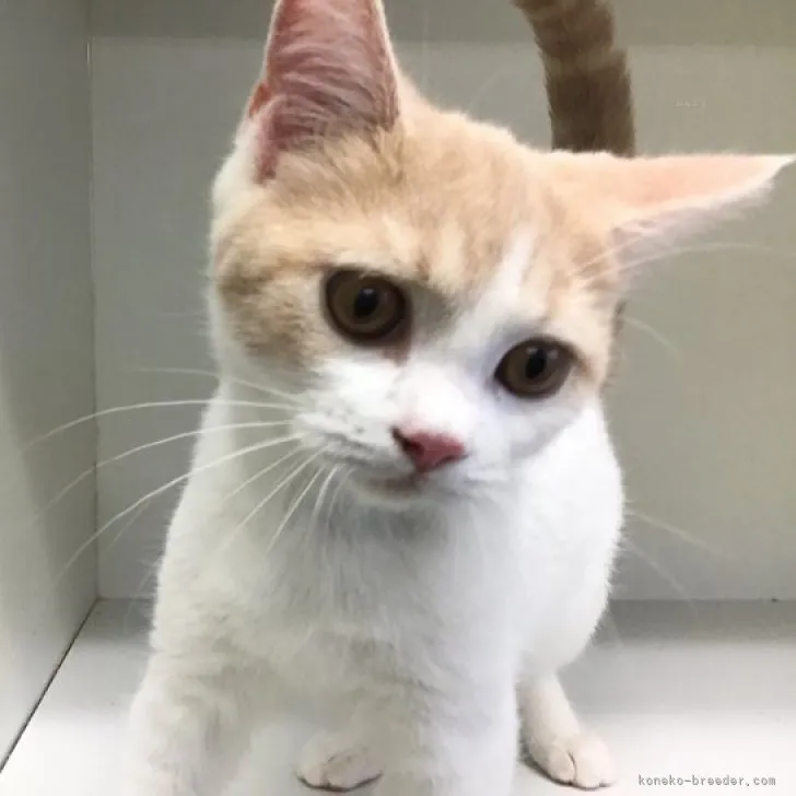 ID：2308-01444の子猫