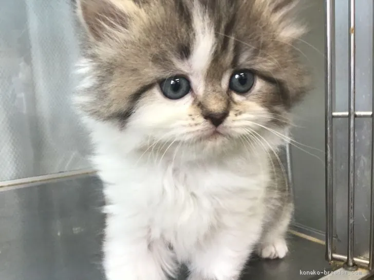 ID：2006-00891の子猫