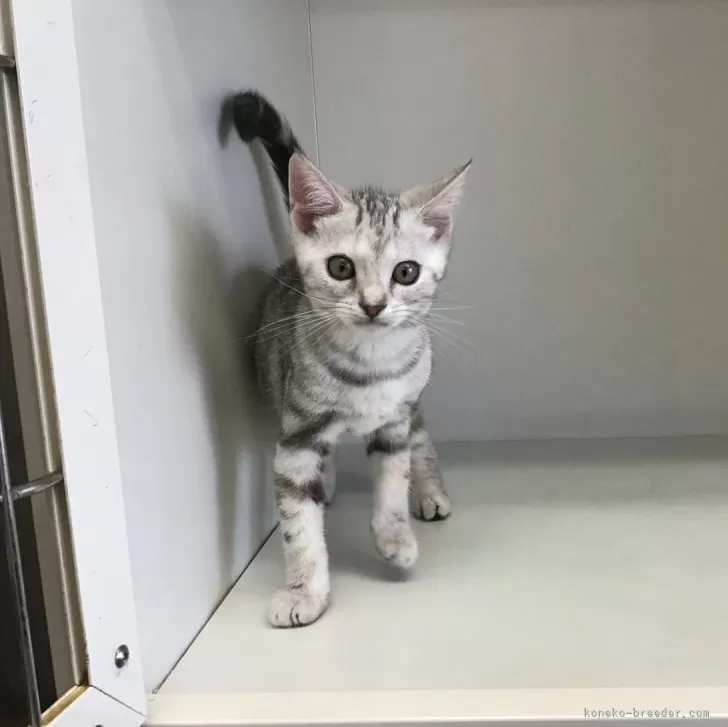 ID：2407-02917の子猫