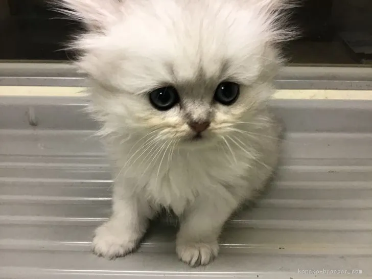 ID：1810-01650の子猫