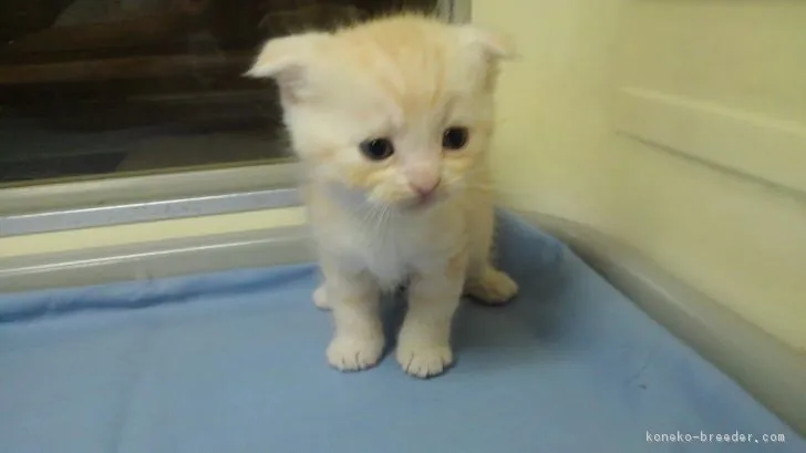 ID：1809-00664の子猫