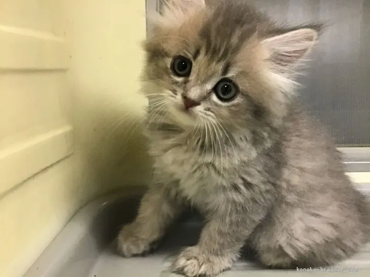 ID:2007-02125の子猫