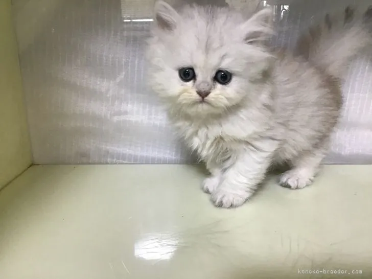 ID：2203-00444の子猫