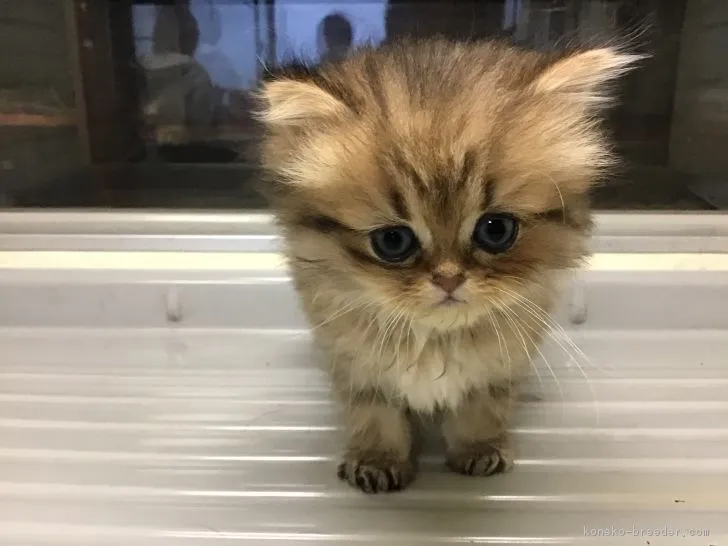 ID：1810-01649の子猫