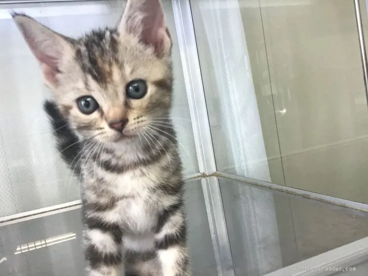 ID：2007-00139の子猫