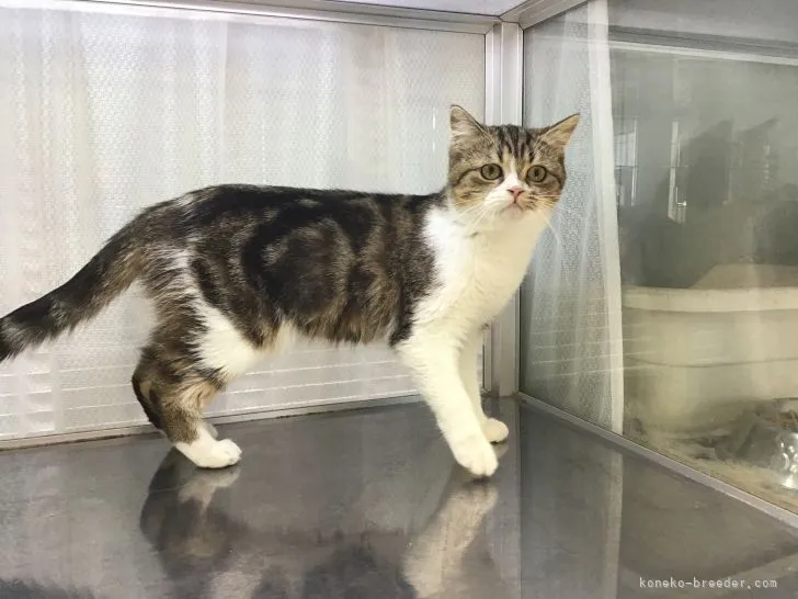 ID:2106-01174の子猫