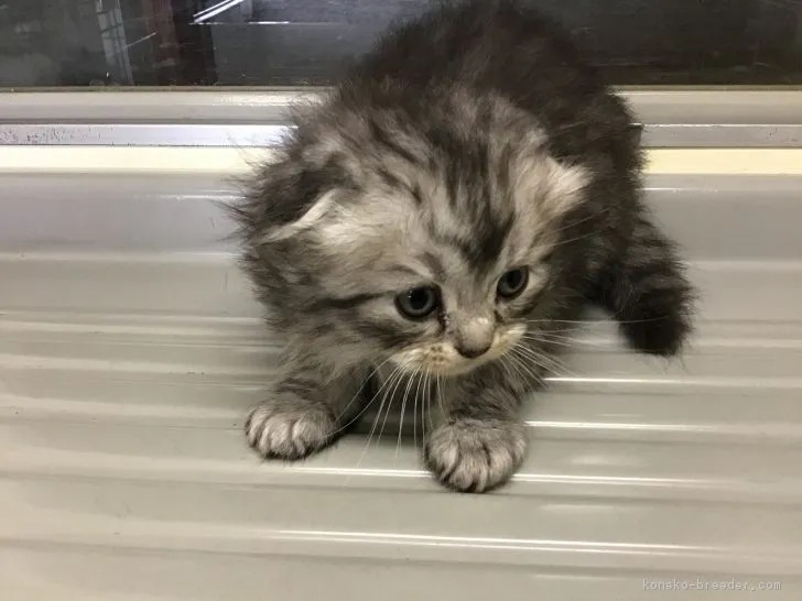 ID:1901-00695の子猫