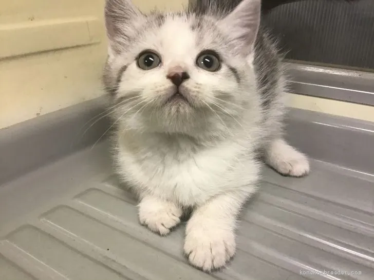 ID:1911-01236の子猫
