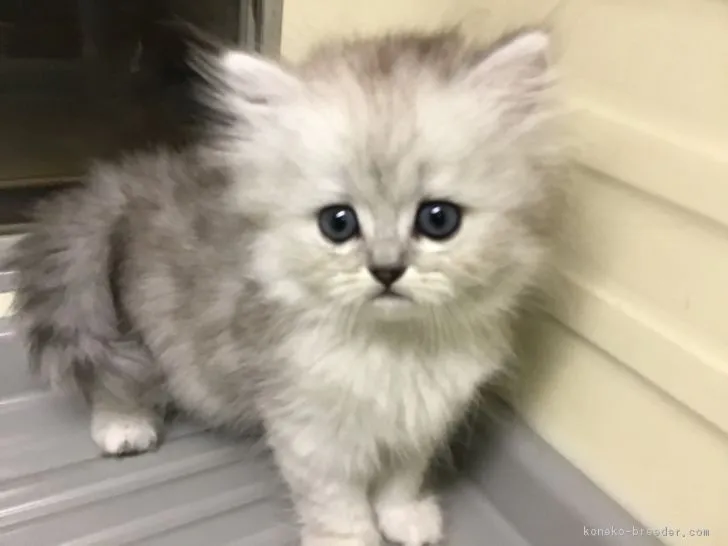 ID：1902-01160の子猫