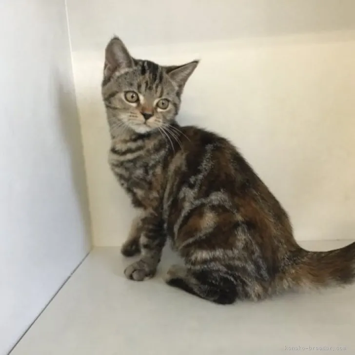 ID：2303-00045の子猫