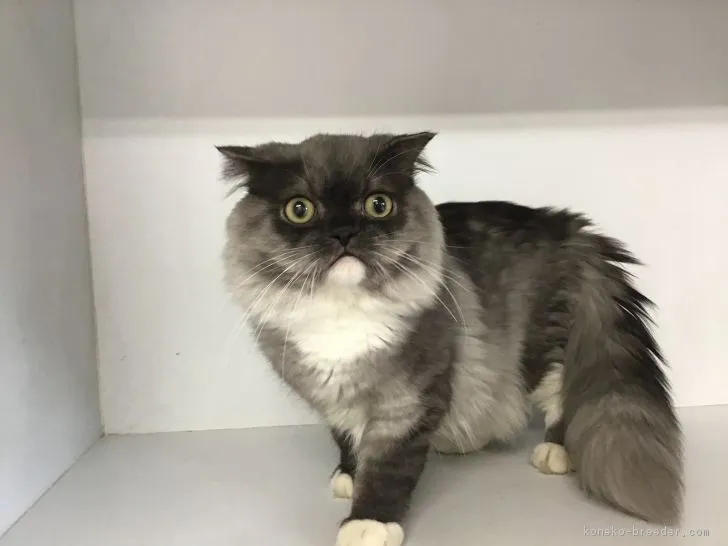 ID:1804-00842の子猫