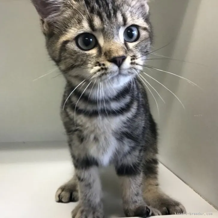 ID：2308-01455の子猫