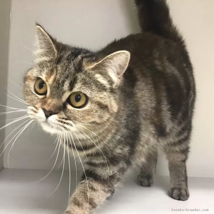 ID：2405-00902の子猫