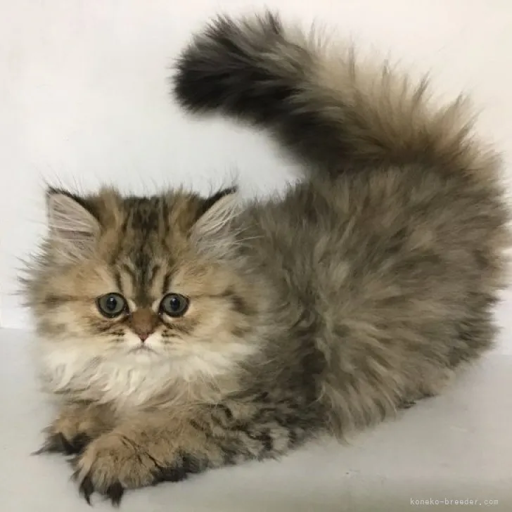 ID:2301-02261の子猫