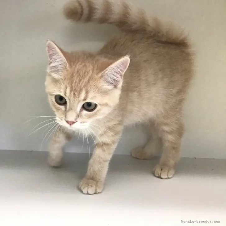 ID：2308-01450の子猫