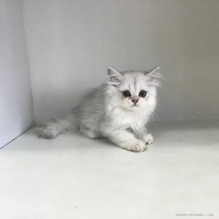 ID:2407-02931の子猫