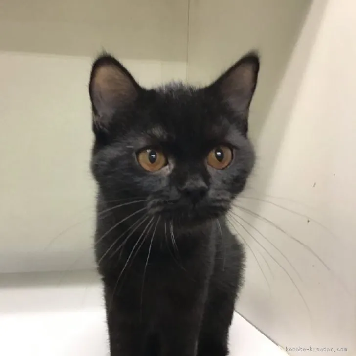 ID:2307-02536の子猫