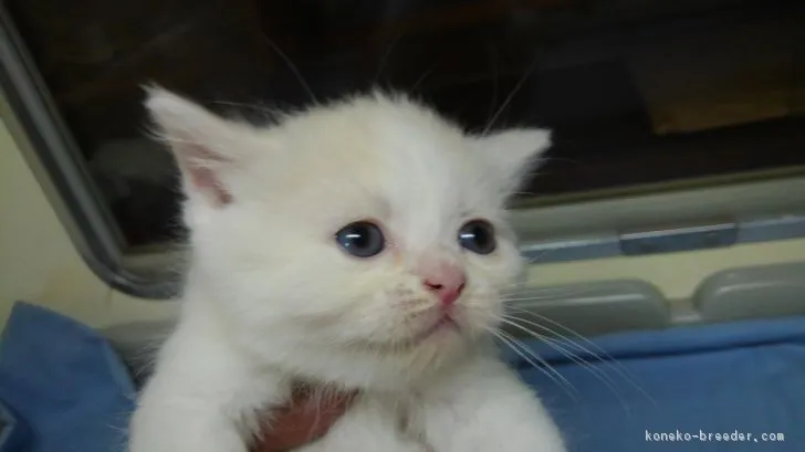 ID：1809-00663の子猫