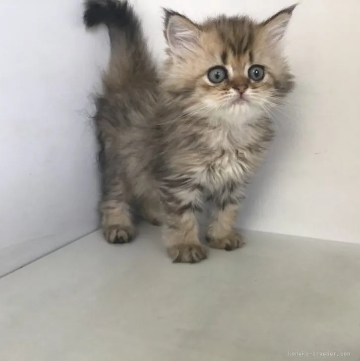 ID:2305-02568の子猫