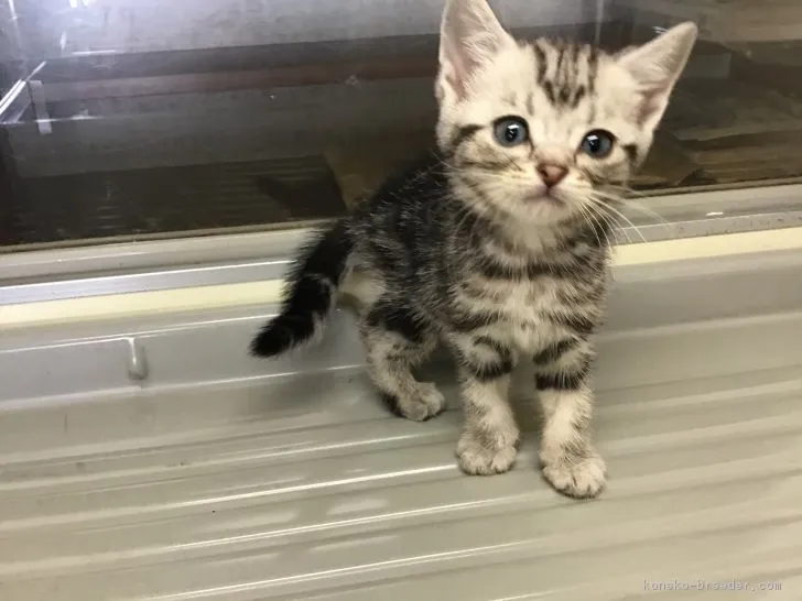 ID：1903-01331の子猫