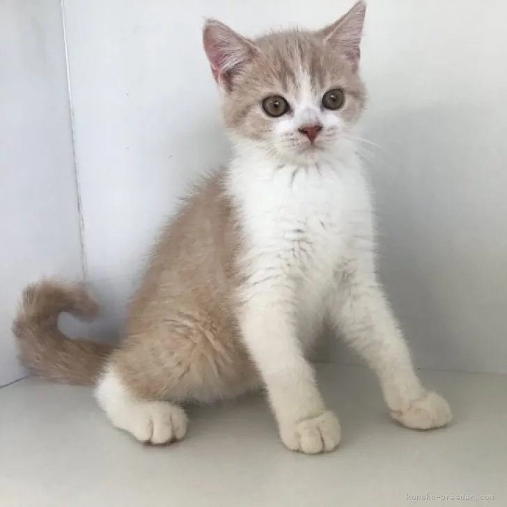 ID：2307-02540の子猫