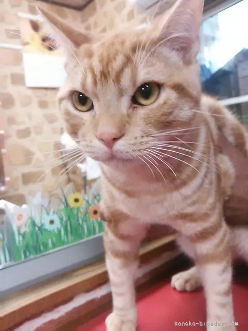 ムットン 様のお迎えした子猫