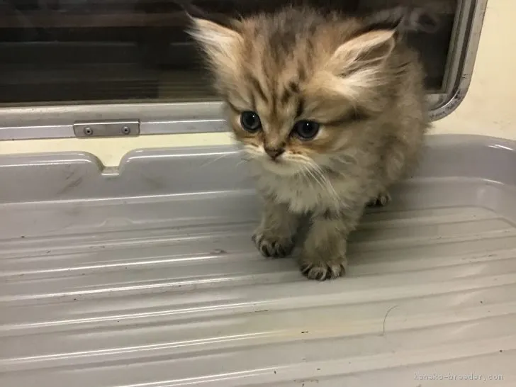 ID：1810-01648の子猫