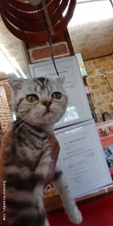 ID:1801-01032の子猫