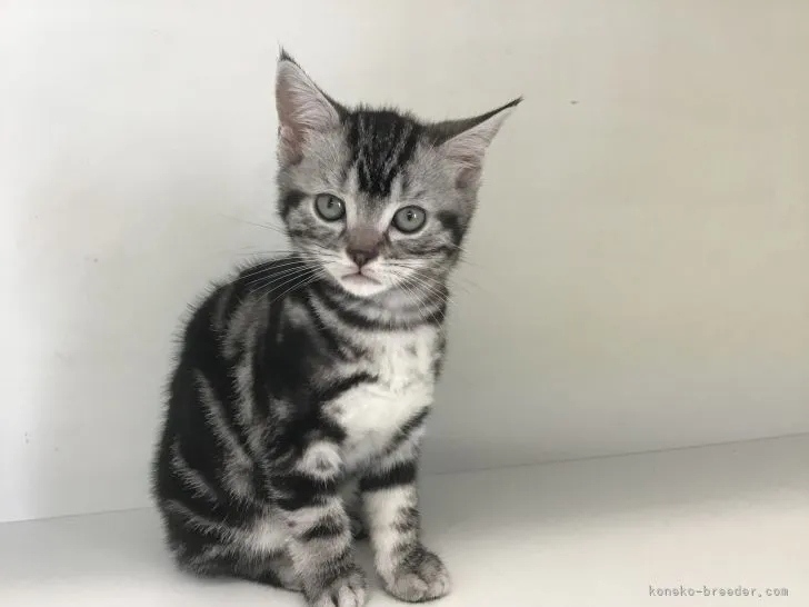 ID：2206-01373の子猫