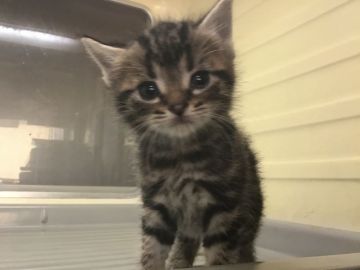 アメリカンショートヘア【山形県・男の子・2020年4月10日・ブラウンタビー】の写真「元気で可愛い男の子です。」