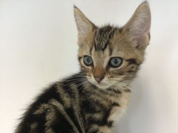 アメリカンショートヘア【山形県・男の子・2020年7月10日・ブラウンタビー】の写真「可愛い男の子です。」