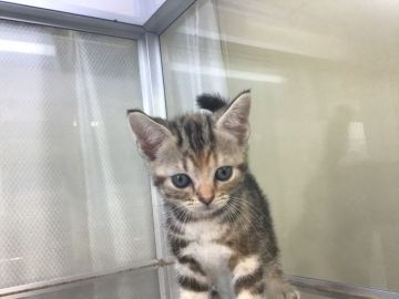 アメリカンショートヘア【山形県・女の子・2020年5月15日・シルバーパッチドタビー】の写真「可愛い女の子です。」