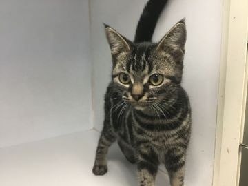 アメリカンショートヘア【山形県・女の子・2019年7月15日・シルバータビー】の写真「元気で可愛い女の子です。」