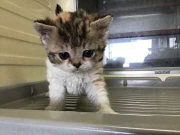 セルカークレックス【山形県・女の子・2019年1月28日・キャリコ】の写真「巻き毛(ロング)の可愛い子です。」