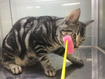 アメリカンショートヘア【山形県・男の子・2019年3月15日・シルバータビー】の写真「元気で遊び好きな男の子です。」