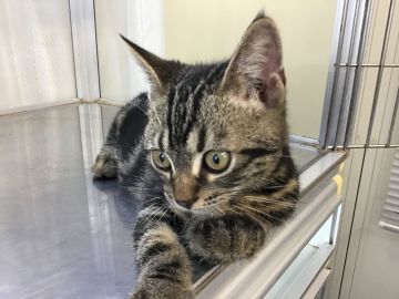 アメリカンショートヘア【山形県・男の子・2020年4月10日・ブラウンタビー】の写真「元気で可愛い男の子です。」