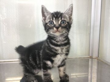 アメリカンショートヘア【山形県・男の子・2020年5月15日・シルバータビー】の写真「可愛い男の子です。」