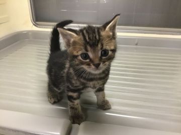 アメリカンショートヘア【山形県・男の子・2020年4月10日・ブラウンタビー】の写真「元気で可愛い男の子です。」