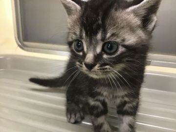 アメリカンショートヘア【山形県・男の子・2020年4月10日・シルバータビー】の写真「元気で可愛い男の子です。」