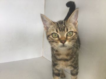 アメリカンショートヘア【山形県・男の子・2019年9月20日・ブラウンタビー】の写真「小ぶりな可愛い男の子です。」