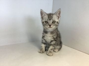 アメリカンショートヘア【山形県・女の子・2020年7月10日・シルバータビー】の写真「可愛い女の子です。」