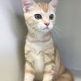 スコティッシュフォールド×ペルシャ【山形県・男の子・2023年5月20日・レッドタビー】の写真1