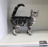 アメリカンショートヘア