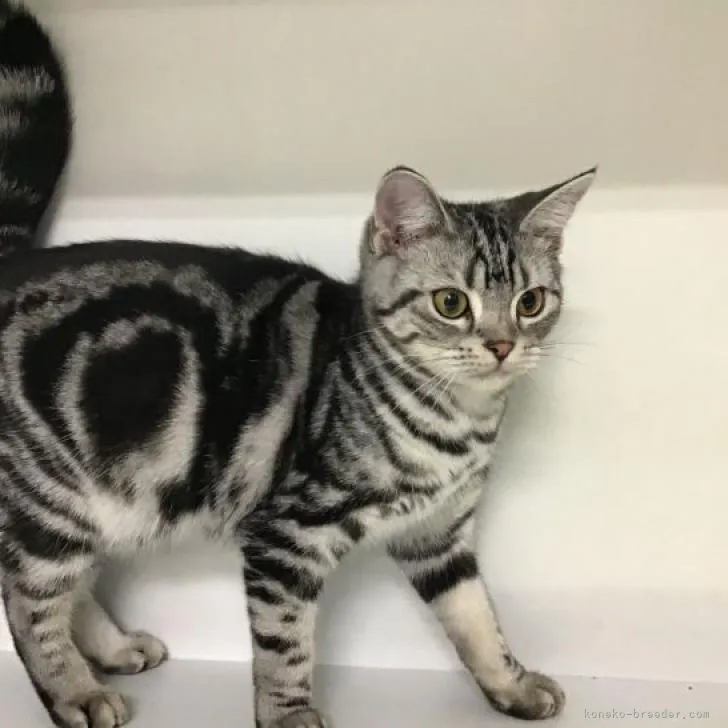 ID：2207-02421の子猫