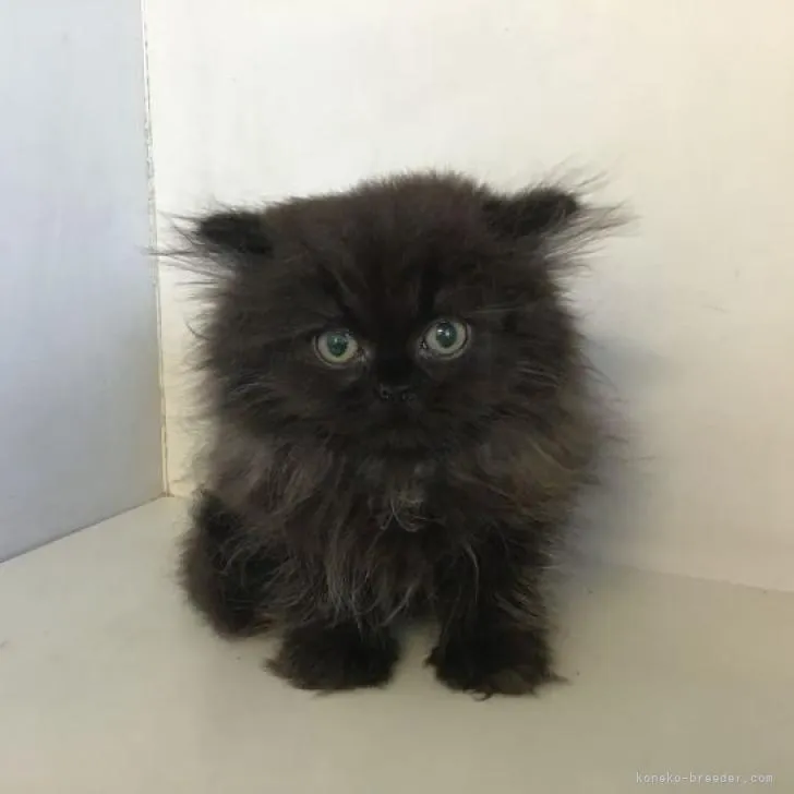 ID：2209-02030の子猫